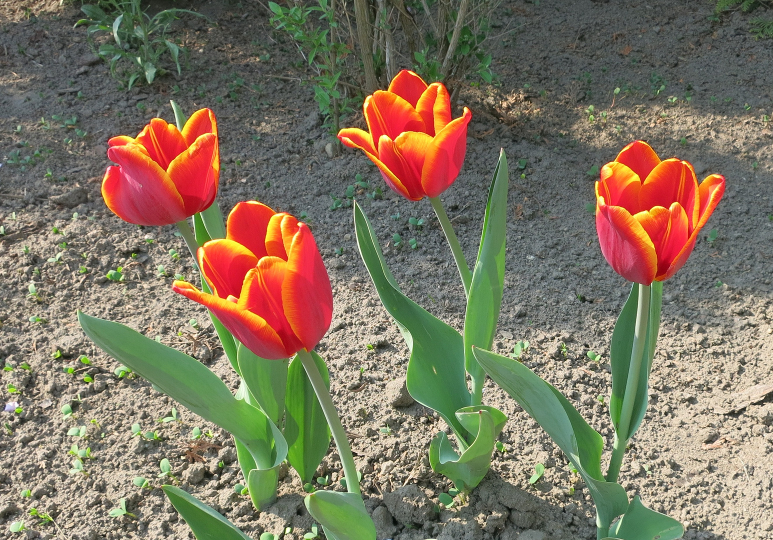 Tulpen