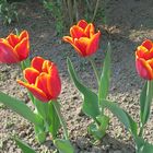 Tulpen