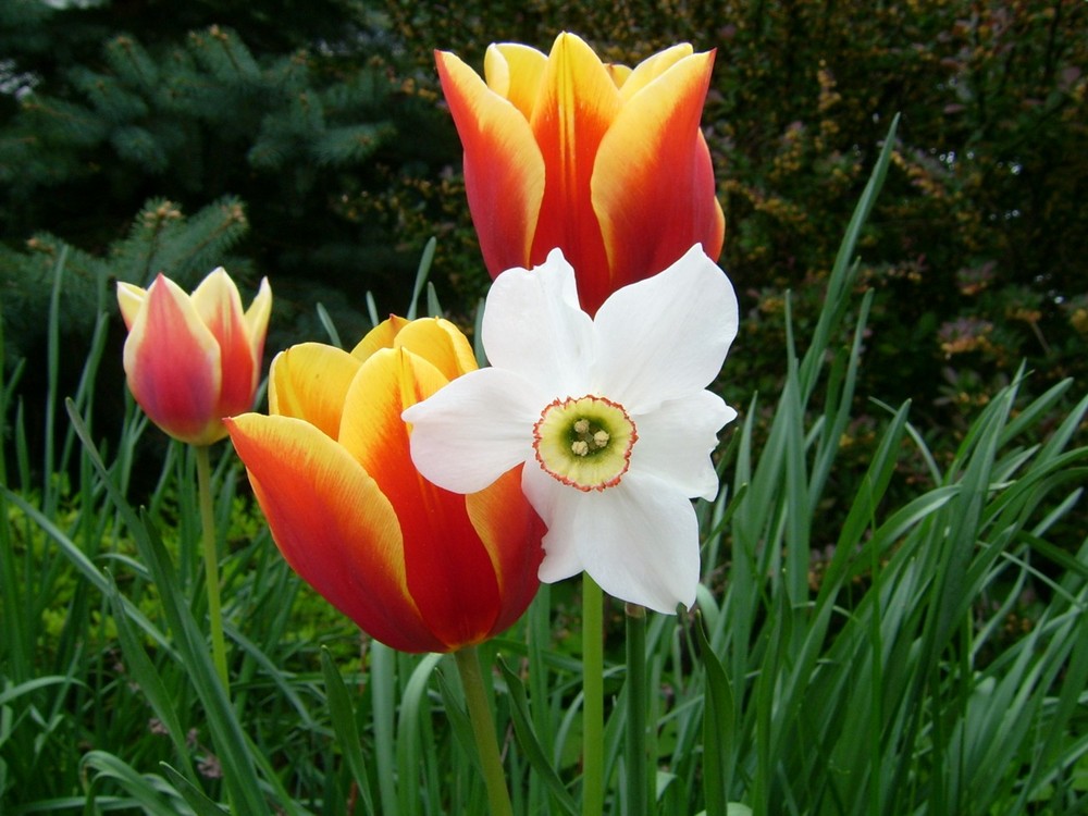 Tulpen