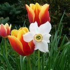 Tulpen