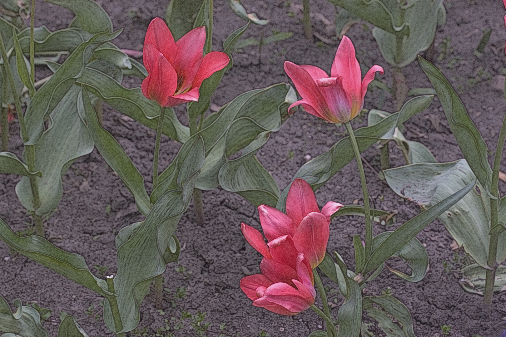 Tulpen