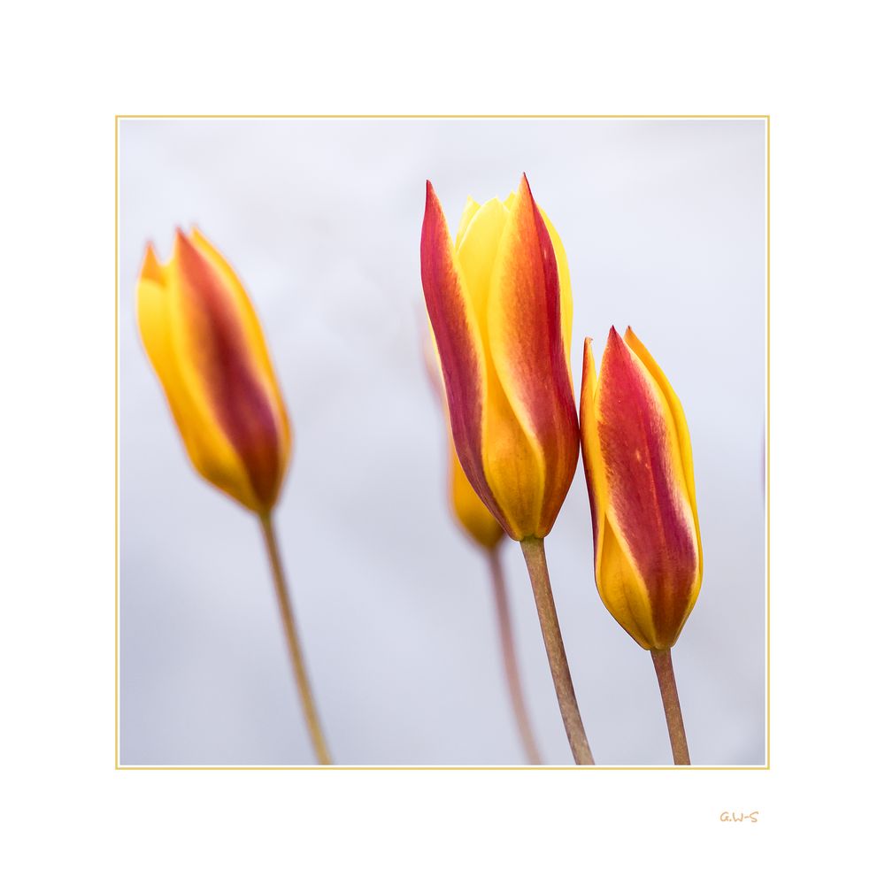 Tulpen.....