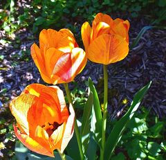 Tulpen (4)