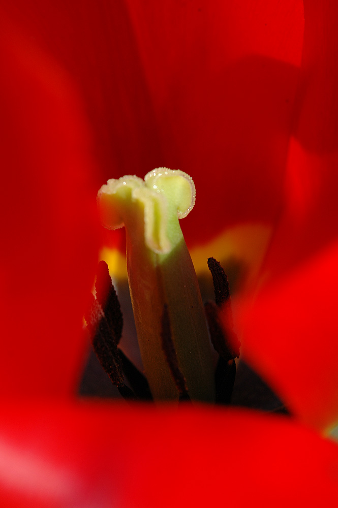 Tulpen #4