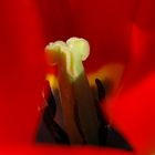 Tulpen #4