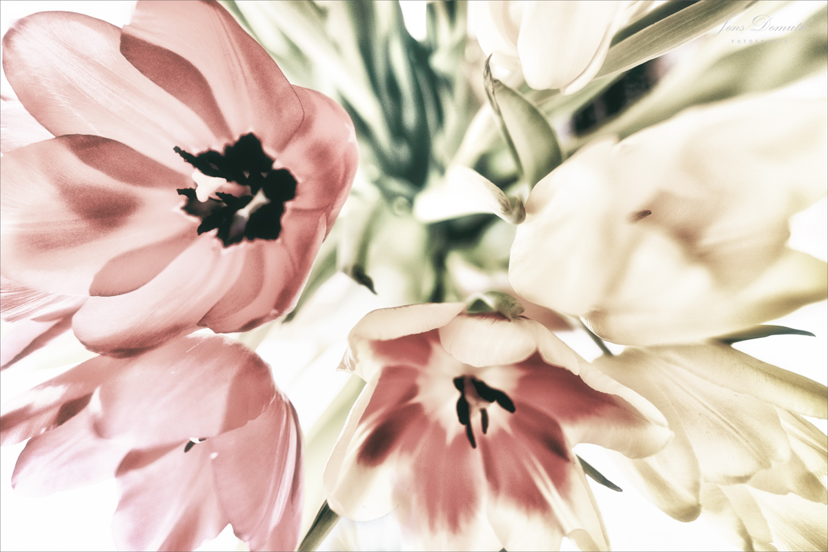 Tulpen (4)