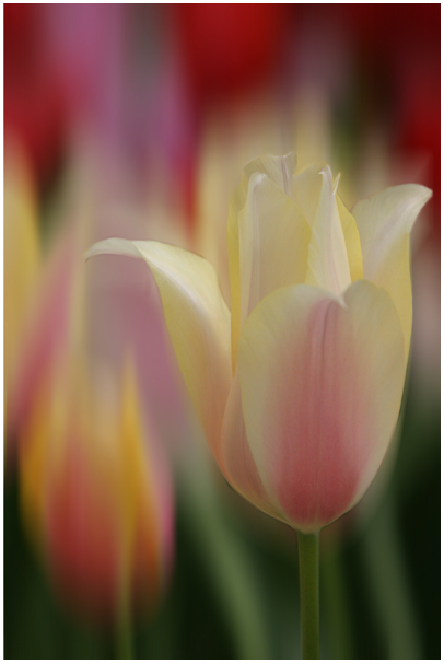 Tulpen 4