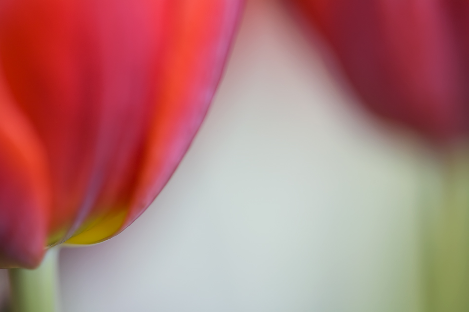 Tulpen #4