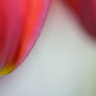 Tulpen #4