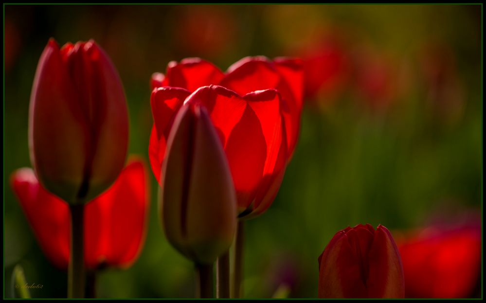 Tulpen 4