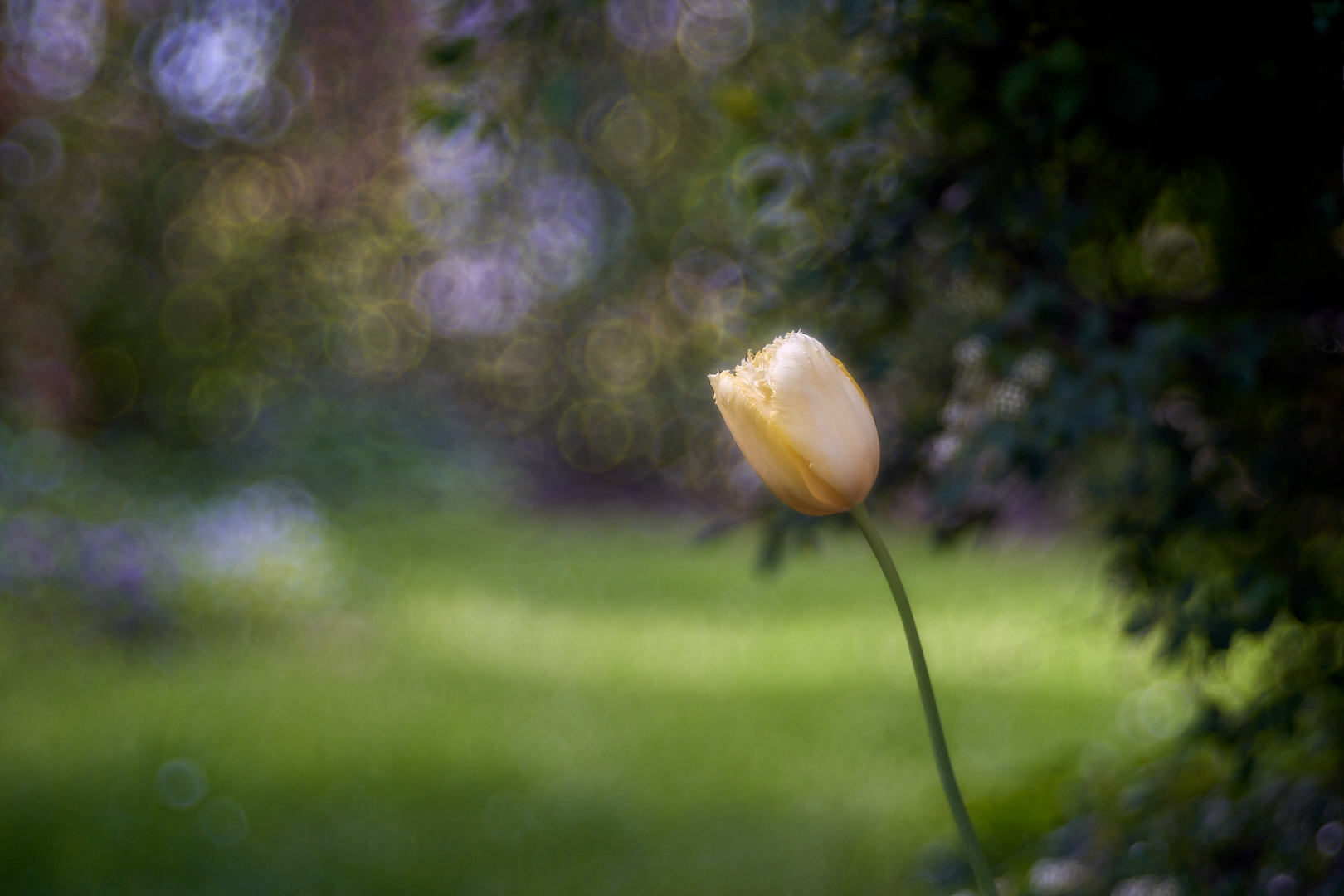  Tulpen 4 