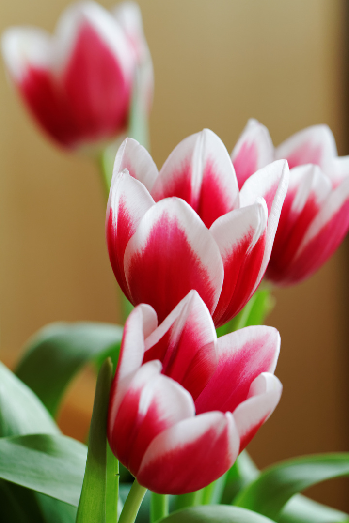 Tulpen