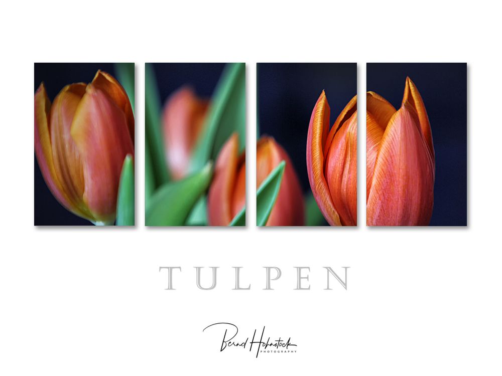 Tulpen ...... 