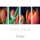 Tulpen ...... 