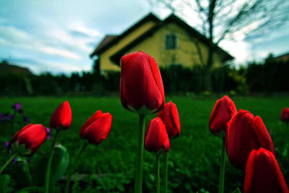 Tulpen von Sebastian Moosbauer