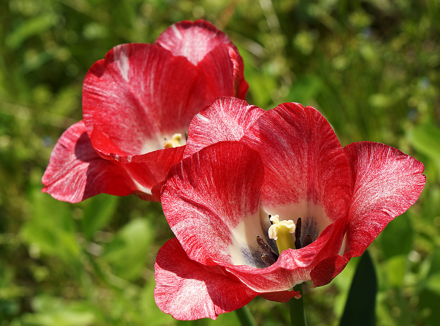 Tulpen