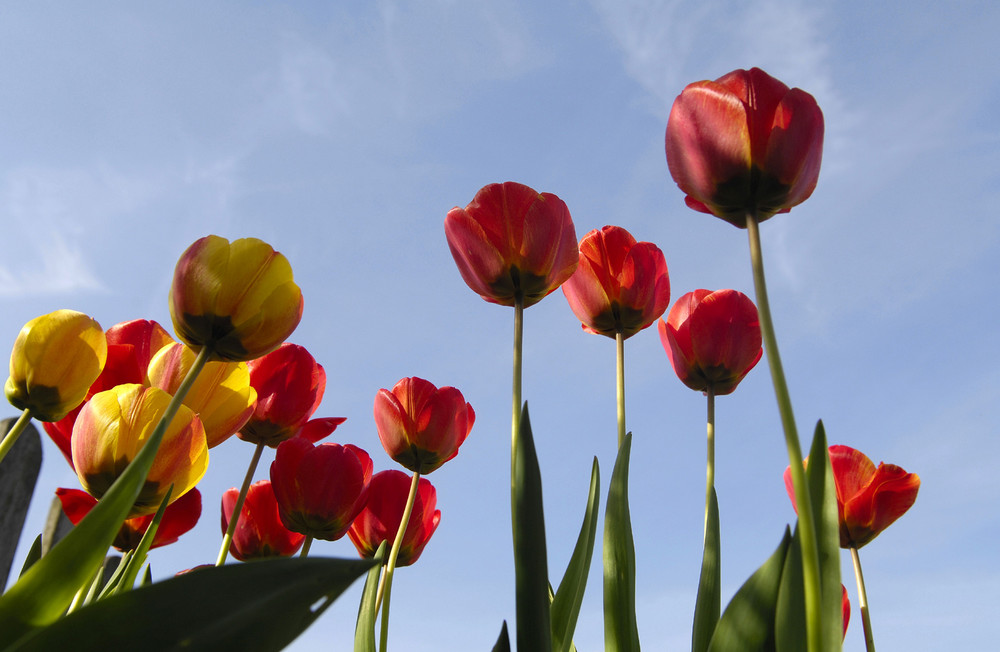 Tulpen