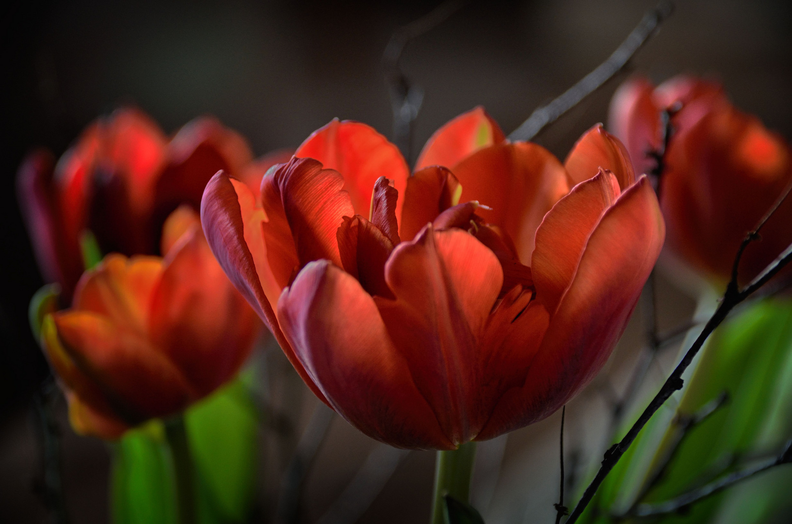 Tulpen 