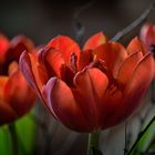 Tulpen 