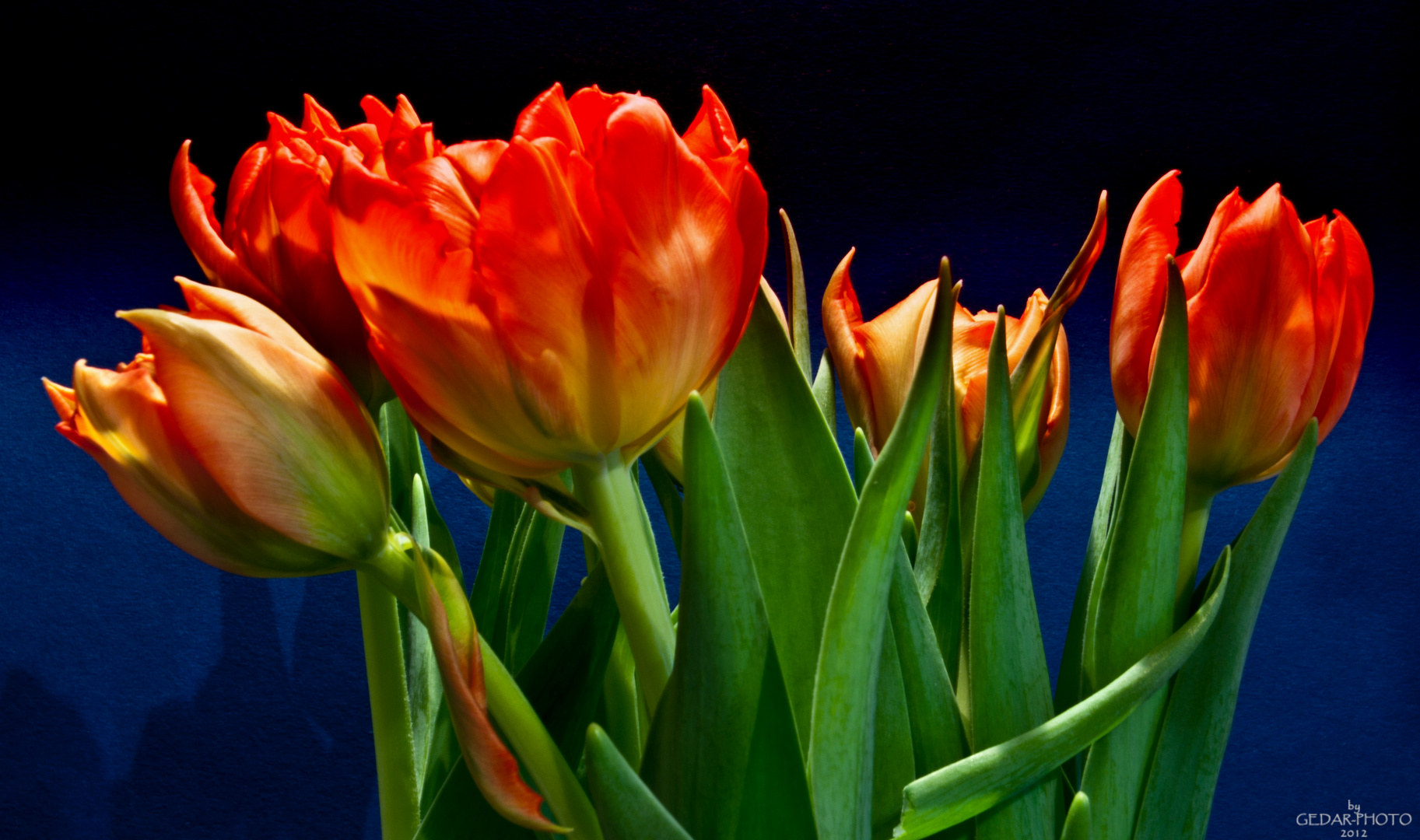 Tulpen