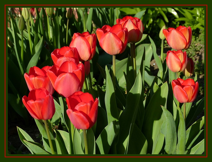 Tulpen