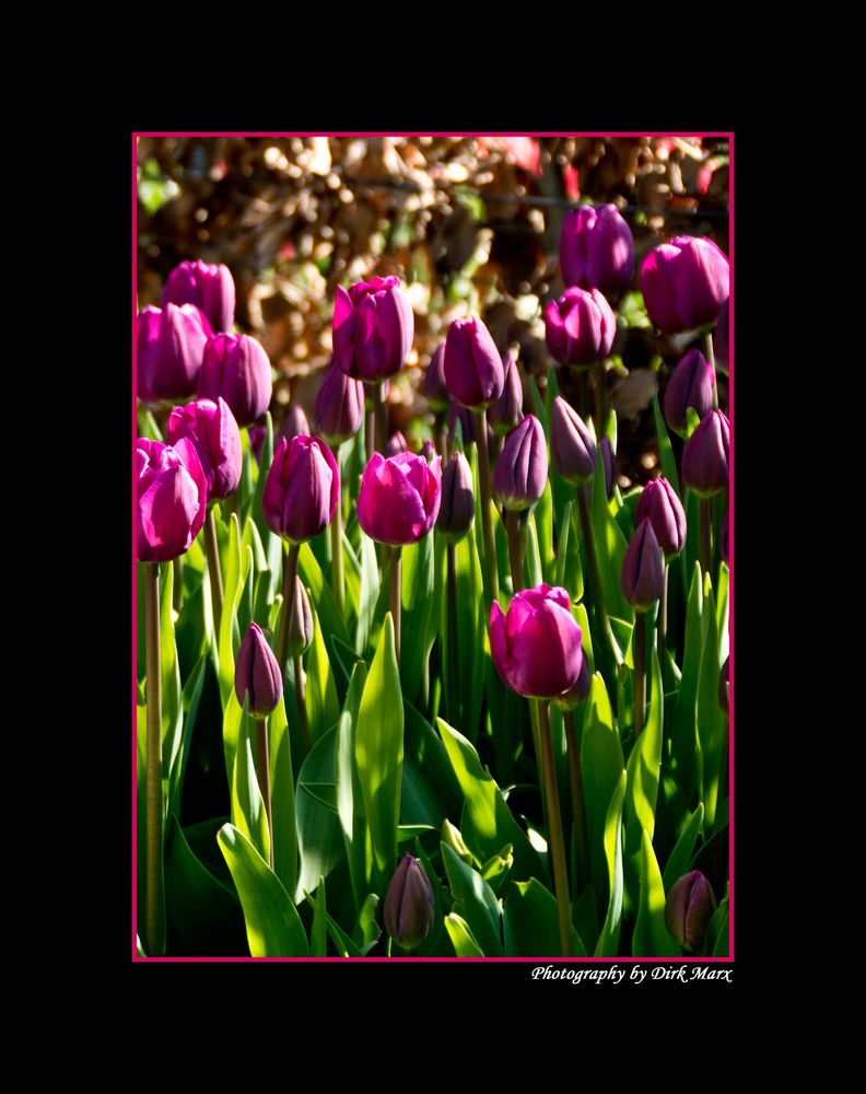 Tulpen 