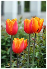 Tulpen