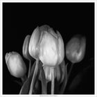 Tulpen