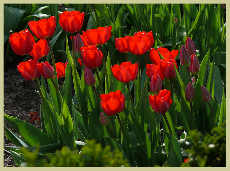 Tulpen