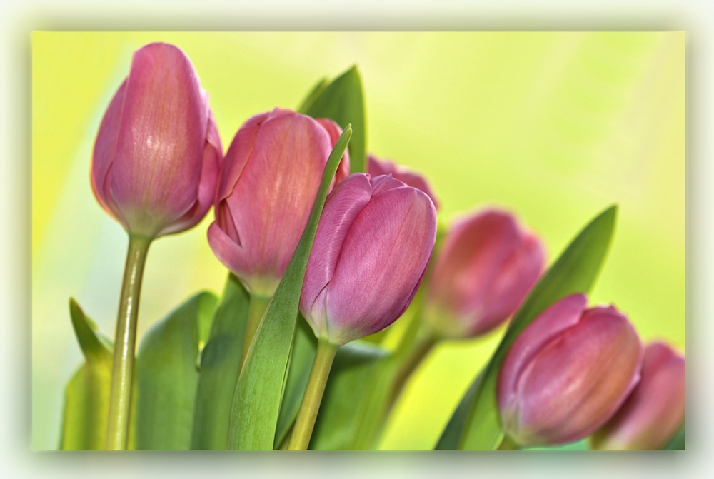 Tulpen...