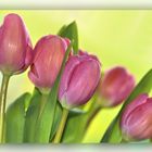 Tulpen...