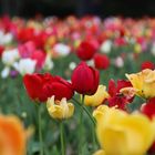 Tulpen