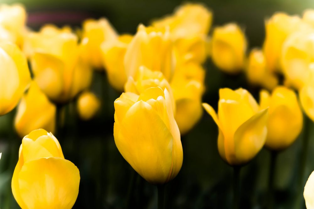 Tulpen