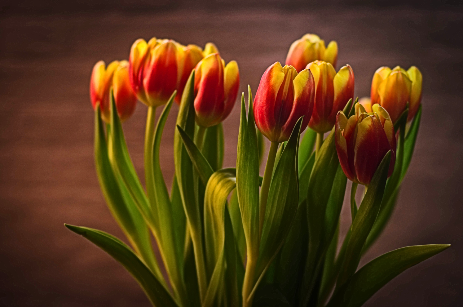 Tulpen