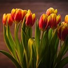 Tulpen