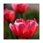 Tulpen