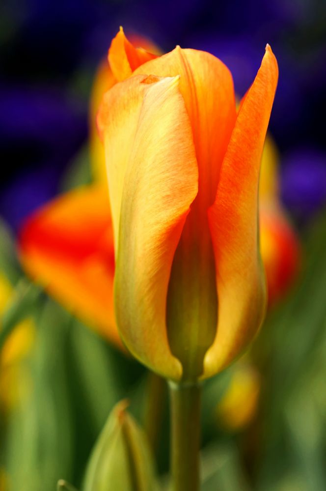 Tulpen...