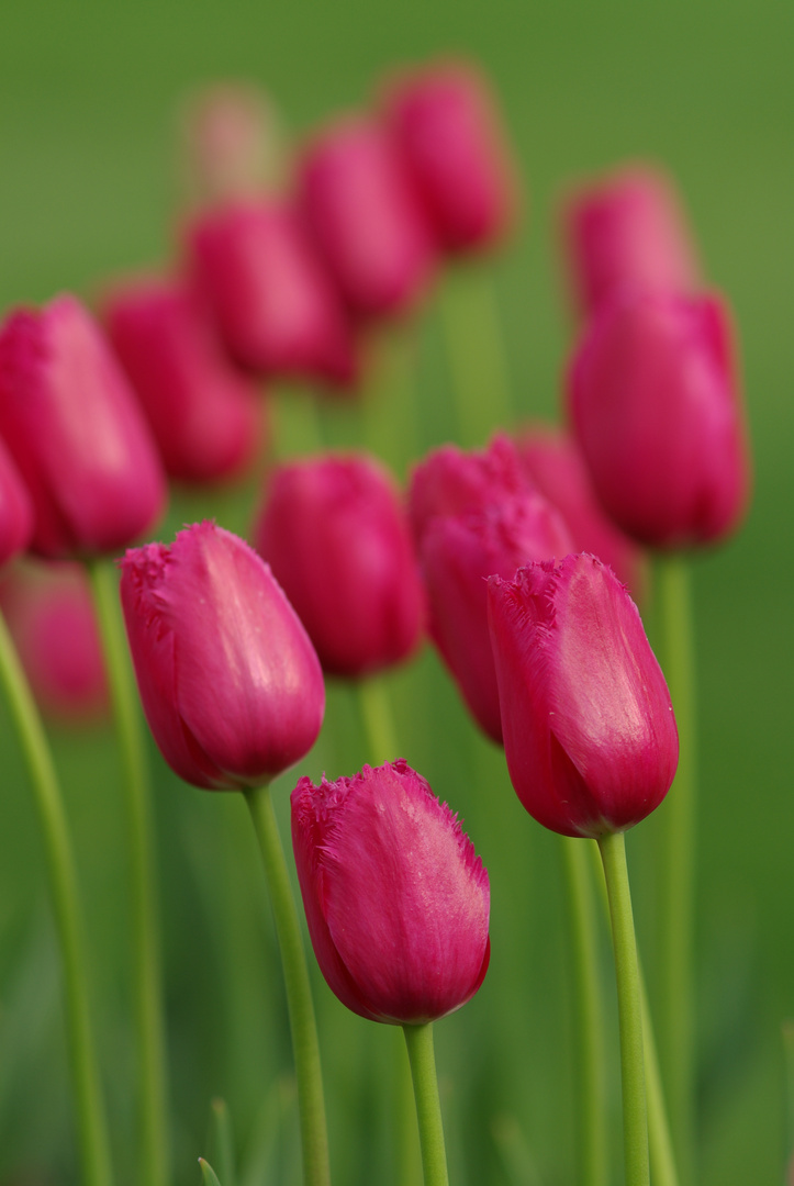 Tulpen