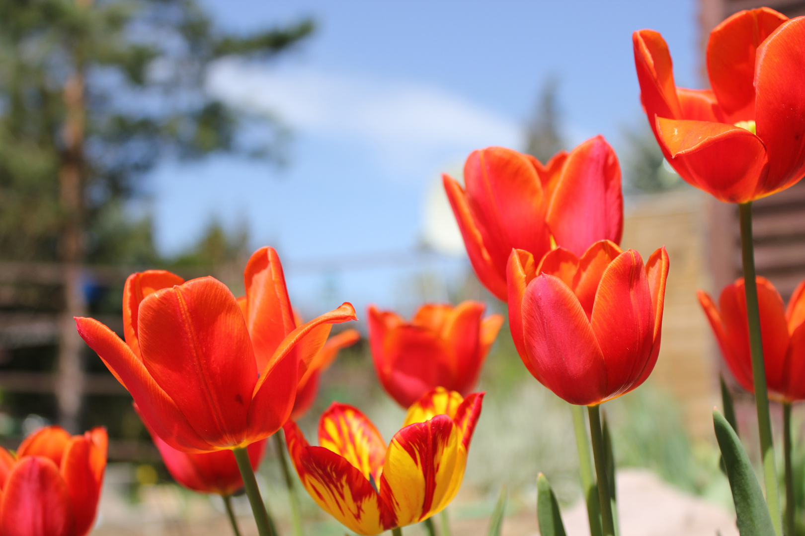 Tulpen