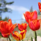 Tulpen