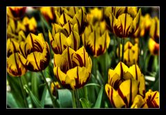 Tulpen ...