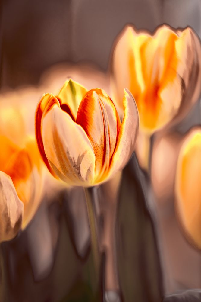 Tulpen