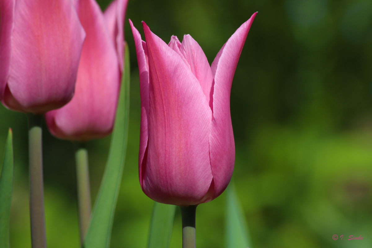 Tulpen