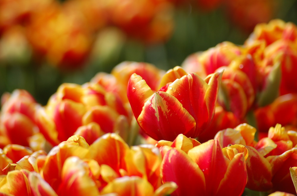 tulpen