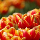 tulpen