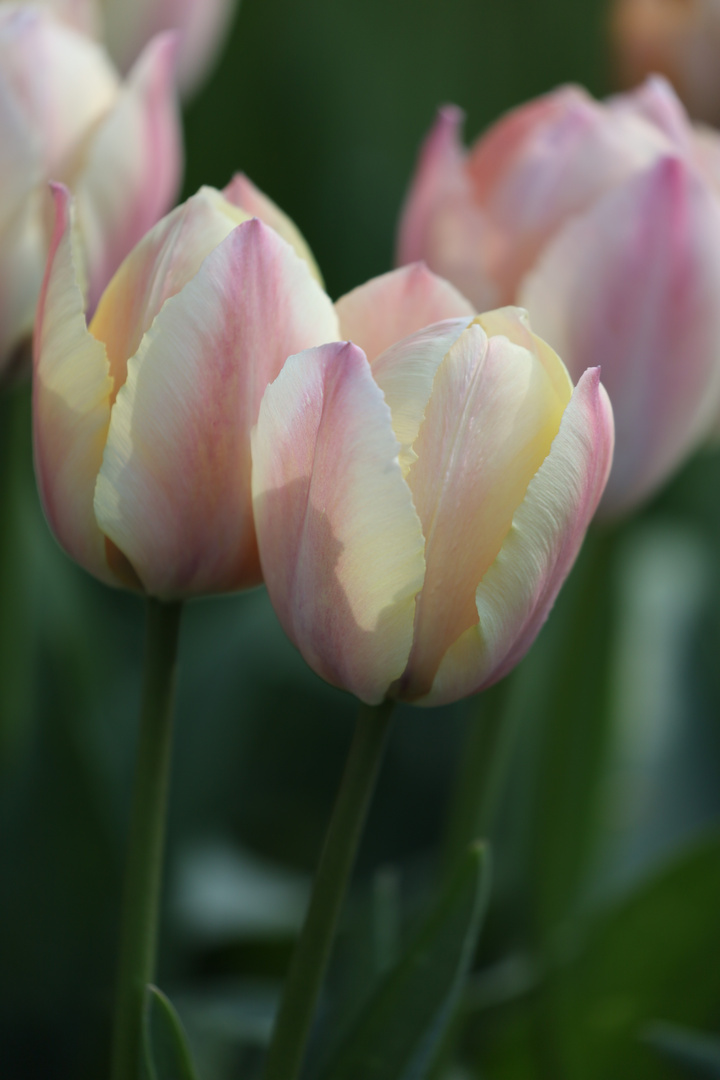 Tulpen