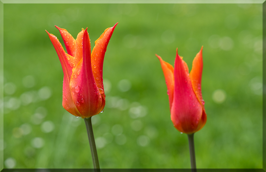 Tulpen