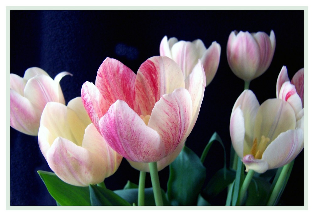 Tulpen