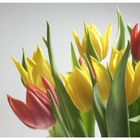 Tulpen