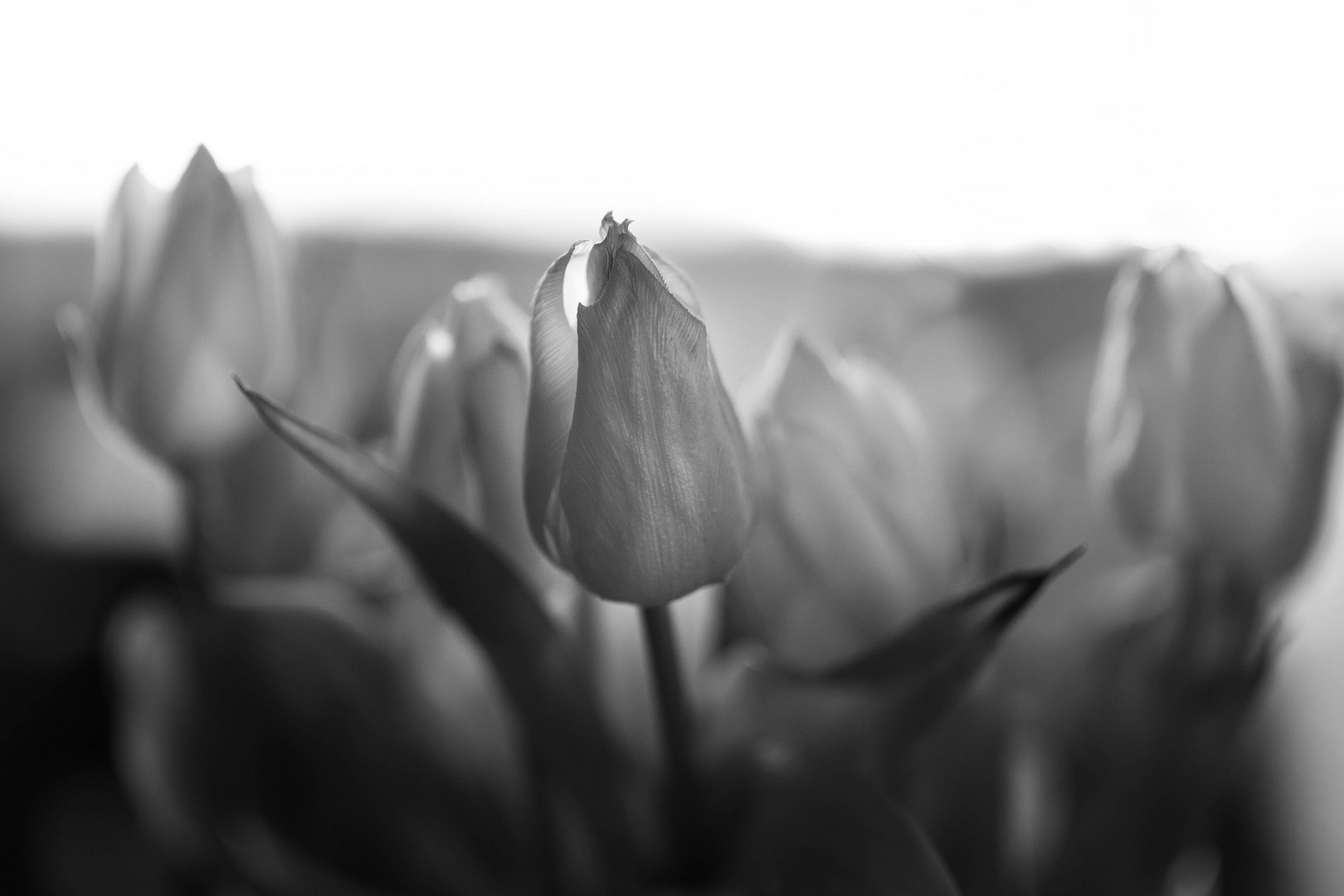 Tulpen